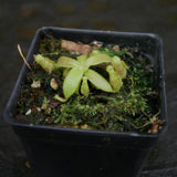 Nepenthes tiveyi "EP's Best" x veitchii "The Wave", CAR-0304