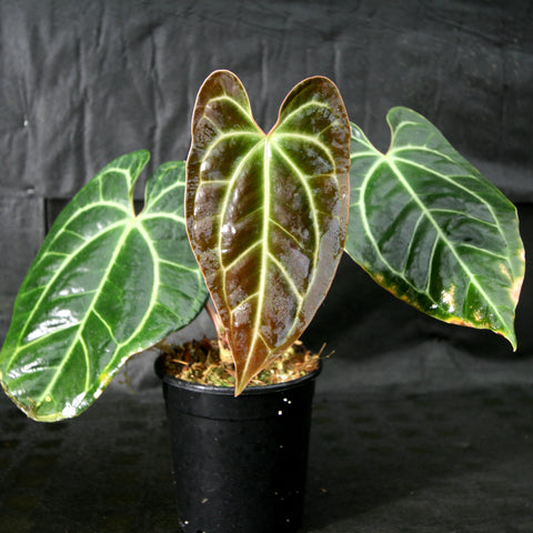 Anthurium sp nov Darién besseae aff with three glossy leaves center bronze brown with pale veins