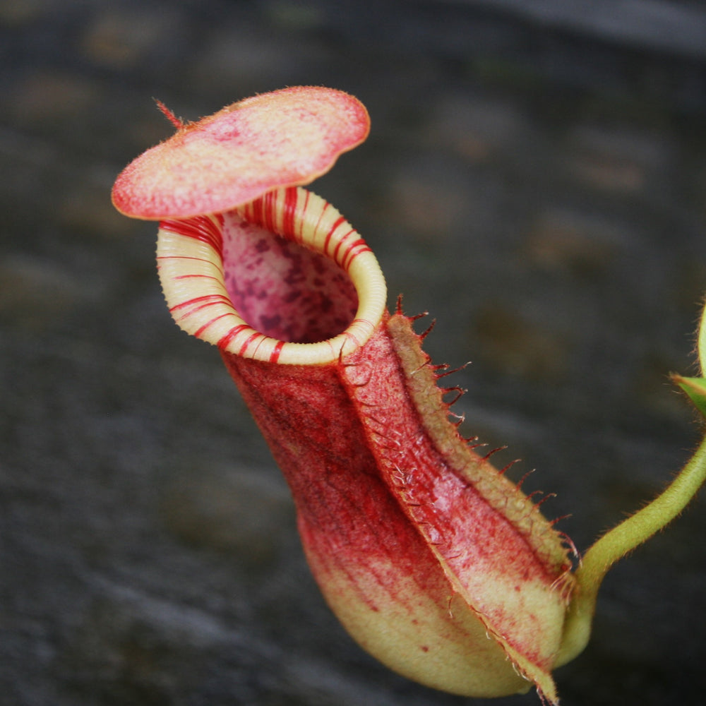 
                      
                        Nepenthes [(lowii x veitchii) x boschiana)] "Red Ruffled" x [(Rokko x boschiana) x veitchii] "Squat", CAR-0193
                      
                    