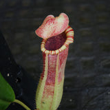 Nepenthes [(lowii x veitchii) x boschiana)] "Red Ruffled" x [(Rokko x boschiana) x veitchii] "Squat", CAR-0193