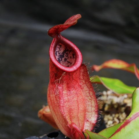 Close-up of a red Nepenthes pitcher showing a pink peristome and speckled interior.