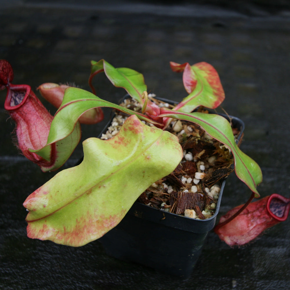 
                      
                        Nepenthes (Viking x ampullaria) x [(Rokko x boschiana) x veitchii] -Squat, CAR-0232
                      
                    