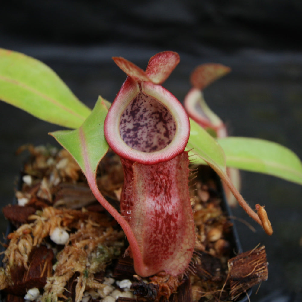 
                      
                        Nepenthes (Viking x ampullaria) x [(Rokko x boschiana) x veitchii] -Squat, CAR-0232
                      
                    