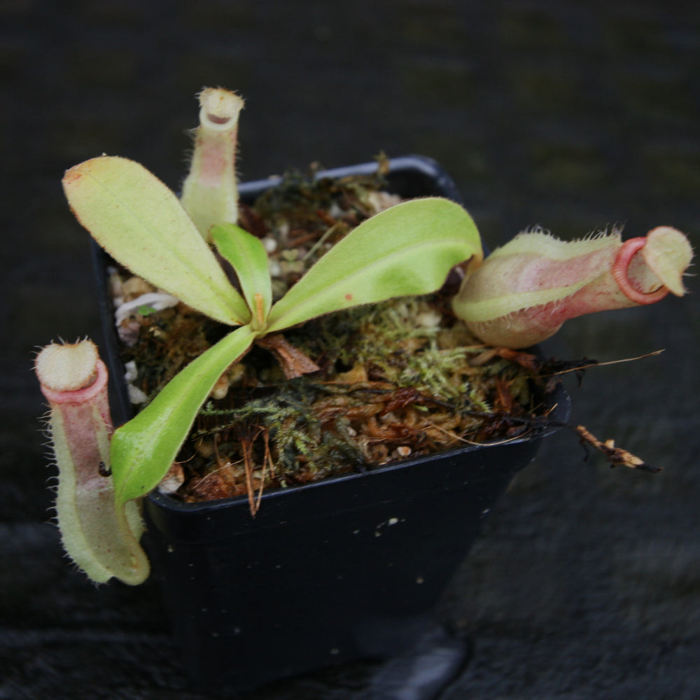 
                      
                        Nepenthes (Viking x ampullaria) x [(Rokko x boschiana) x veitchii] -Squat, CAR-0232
                      
                    