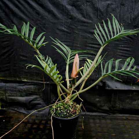 Philodendron tortum with feathery long leaflets along arching stems and a pinkish flower bud near the base