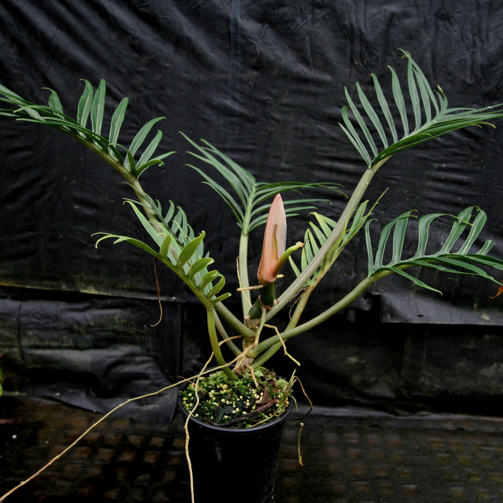 philodendron tortum wide form Philodendron tortum – Carnivero