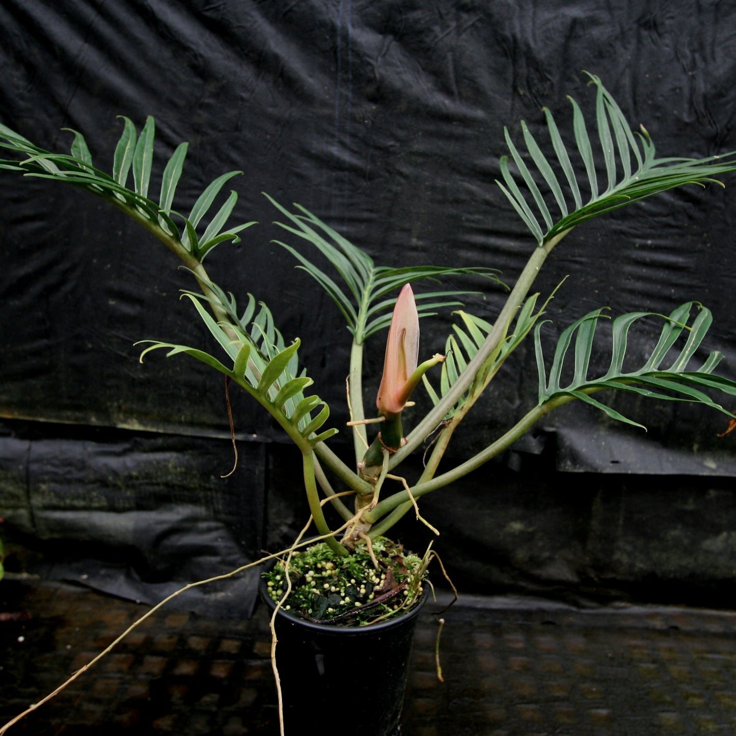 philodendron bipinnatifidum tortum Philodendron tortum – Carnivero