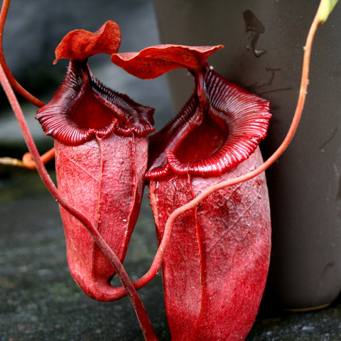 Two red Nepenthes sibuyanensis x spathulata x jacquelineae hybrid pitchers with broad fringed rims.