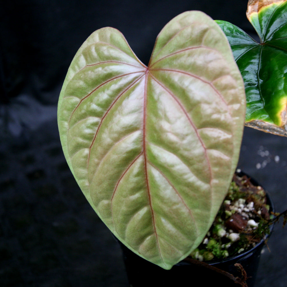 
                      
                        Anthurium debilis
                      
                    