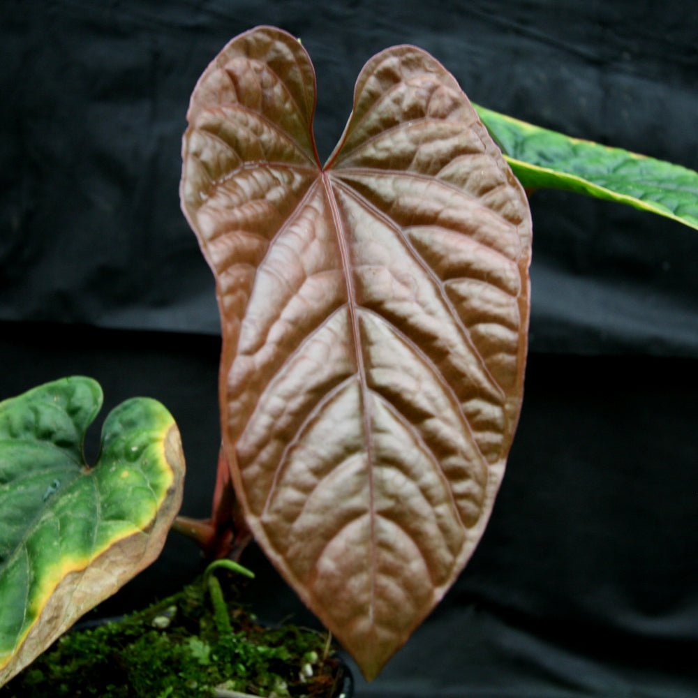 
                      
                        Anthurium debilis
                      
                    