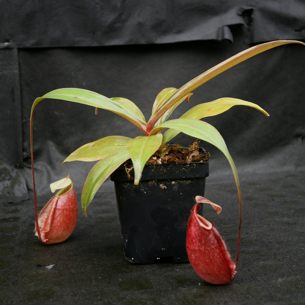 
                      
                        Nepenthes 'Suki'
                      
                    