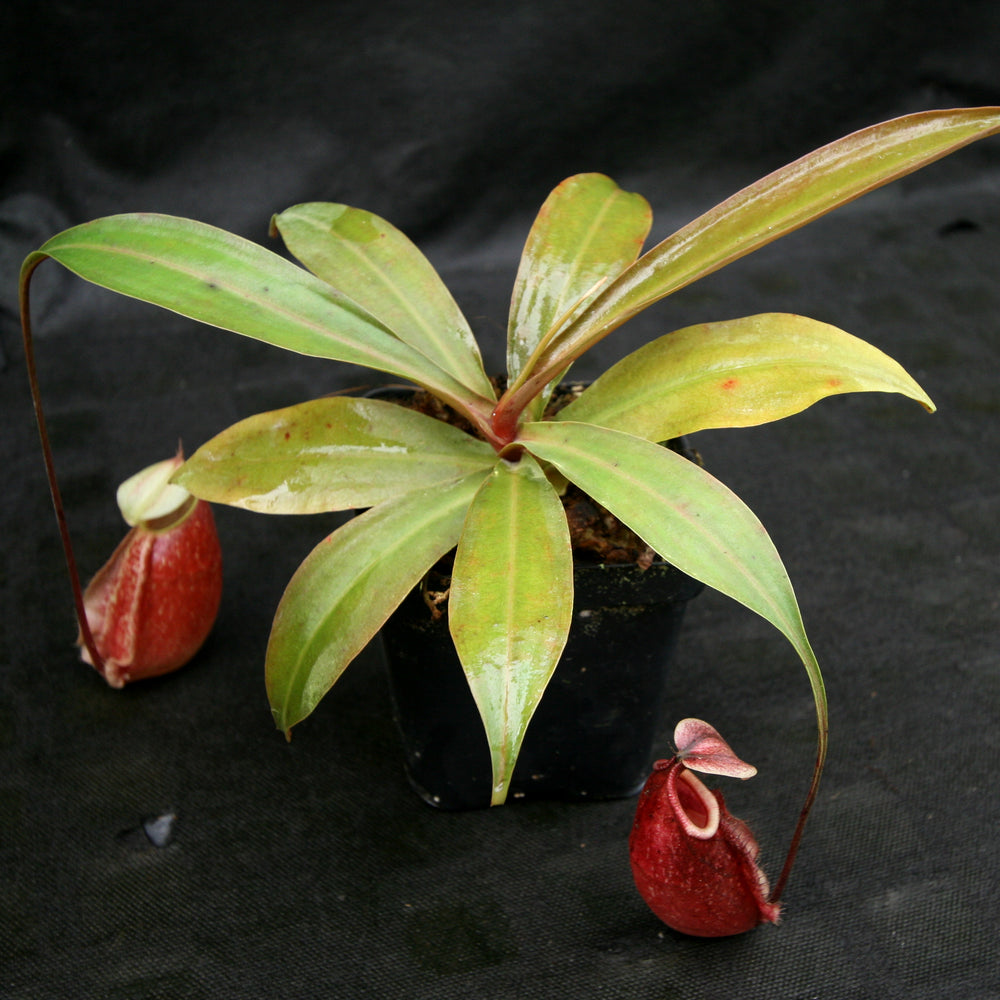 
                      
                        Nepenthes 'Suki'
                      
                    