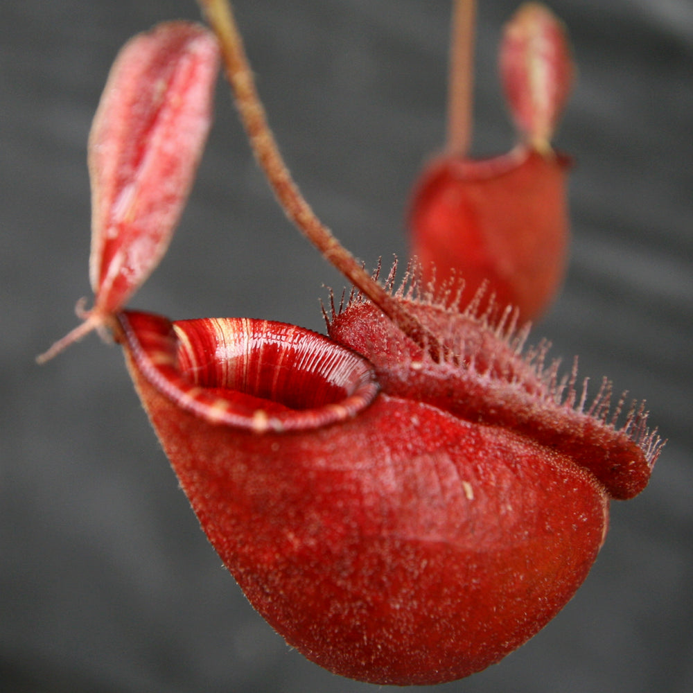 
                      
                        Nepenthes rafflesiana x ampullaria 'Black Miracle'
                      
                    