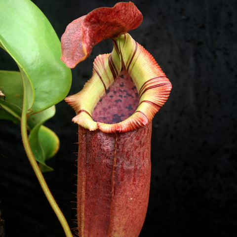 Nepenthes Red Ruffled Squat pitcher with a pale yellow striped rim and red body against a dark background