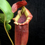 Nepenthes [(lowii x veitchii) x boschiana)] "Red Ruffled" x [(Rokko x boschiana) x veitchii] "Squat", CAR-0193