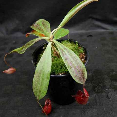Nepenthes rafflesiana x ampullaria Black Miracle young plant with long green leaves in a black pot