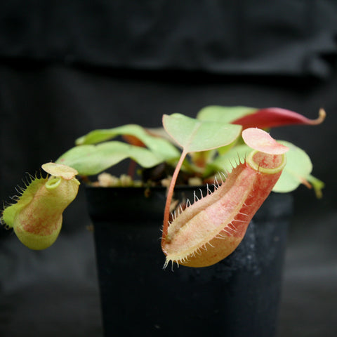 Hybrid Nepenthes smilesii x sibuyanensis x merrilliana with a green pitcher and pink blush in a black pot