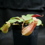 Nepenthes smilesii x (sibuyanensis x merrilliana), CAR-0164, pitcher plant, carnivorous plant, collectors plant, large pitchers, rare plants