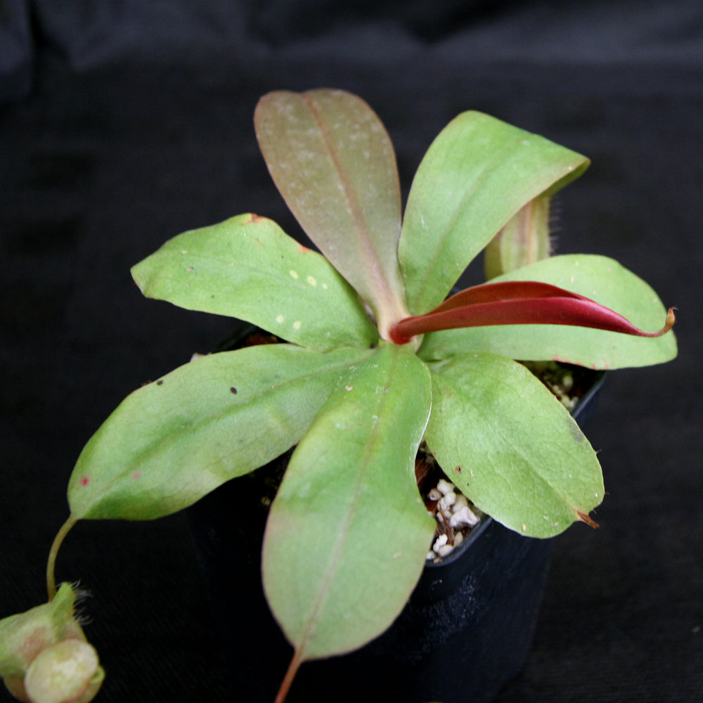 
                      
                        Nepenthes smilesii x (sibuyanensis x merrilliana), CAR-0164, pitcher plant, carnivorous plant, collectors plant, large pitchers, rare plants
                      
                    