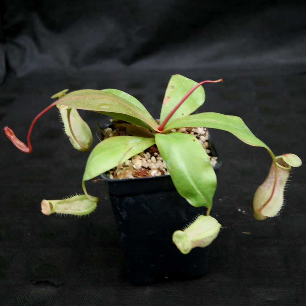 
                      
                        Nepenthes smilesii x (sibuyanensis x merrilliana), CAR-0164, pitcher plant, carnivorous plant, collectors plant, large pitchers, rare plants
                      
                    