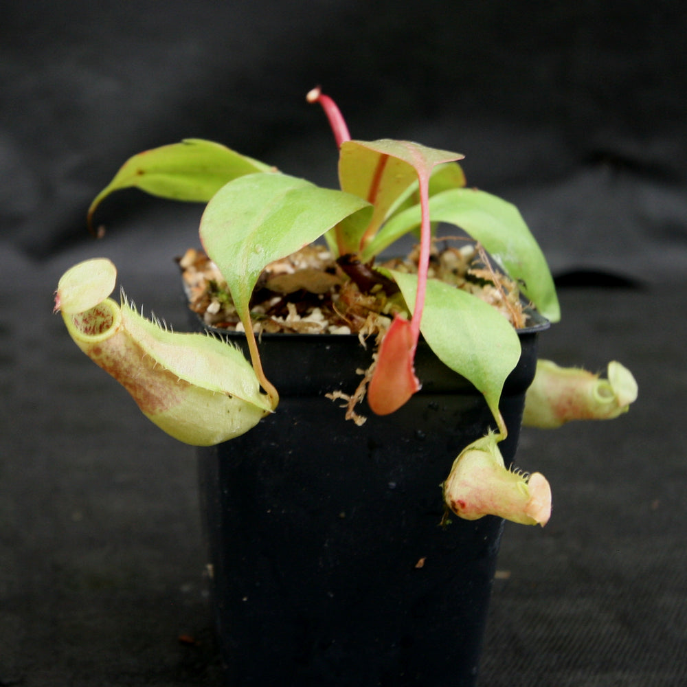 
                      
                        Nepenthes smilesii x (sibuyanensis x merrilliana), CAR-0164, pitcher plant, carnivorous plant, collectors plant, large pitchers, rare plants
                      
                    