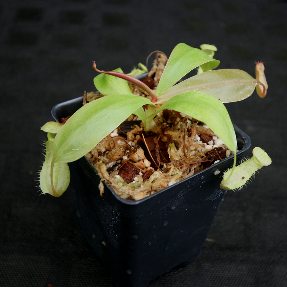 
                      
                        Nepenthes smilesii x (sibuyanensis x merrilliana), CAR-0164, pitcher plant, carnivorous plant, collectors plant, large pitchers, rare plants
                      
                    