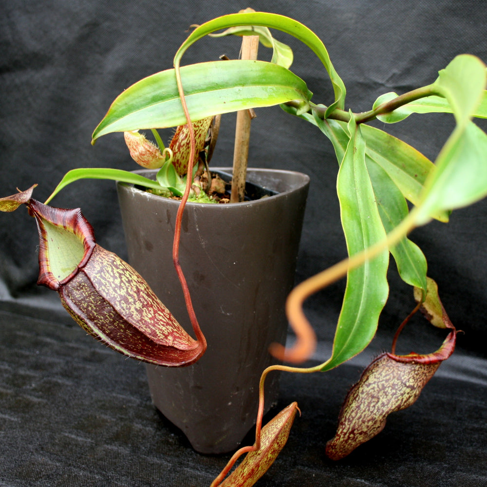 Nepenthes spectabilis x talangensis BE-3769