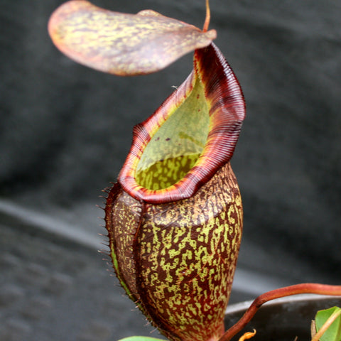 Nepenthes spectabilis x talangensis BE-3769 pitcher plant with maroon speckled pitcher red rim and yellow-green interior