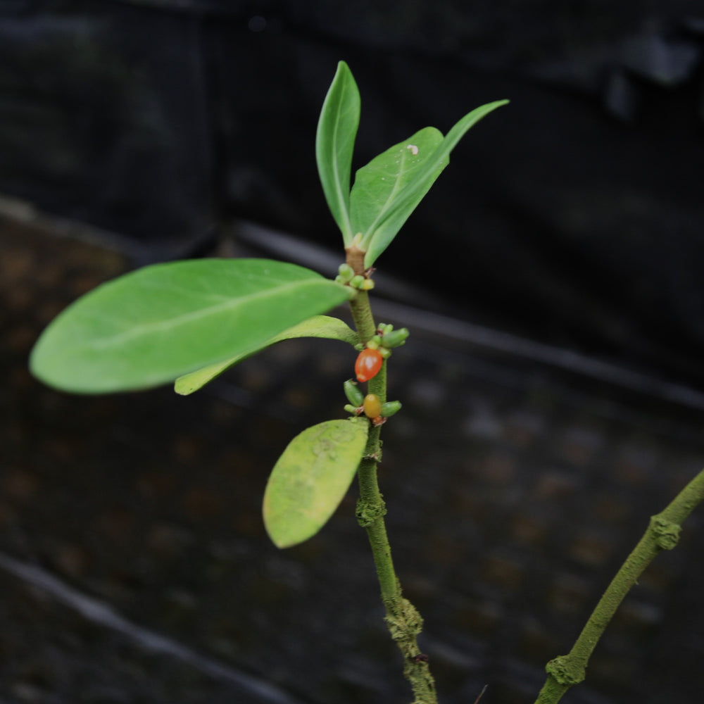 
                      
                        Hydnophytum formicarum - Ant Plant
                      
                    
