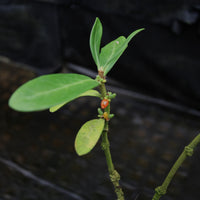 Hydnophytum formicarum - Ant Plant