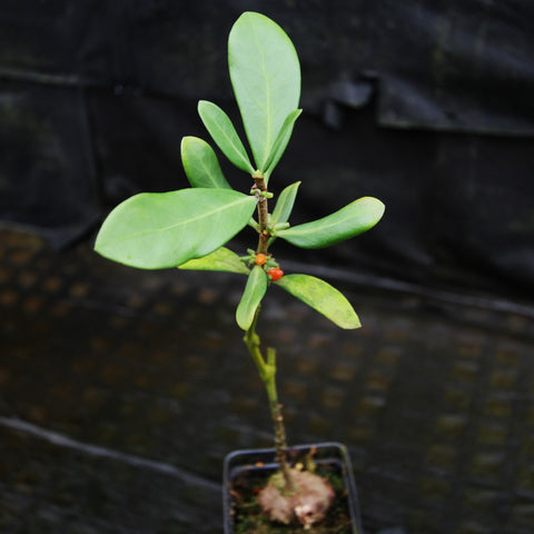 Young Hydnophytum formicarum ant plant with slender stem oval green leaves and orange nodules on the stem in a small pot