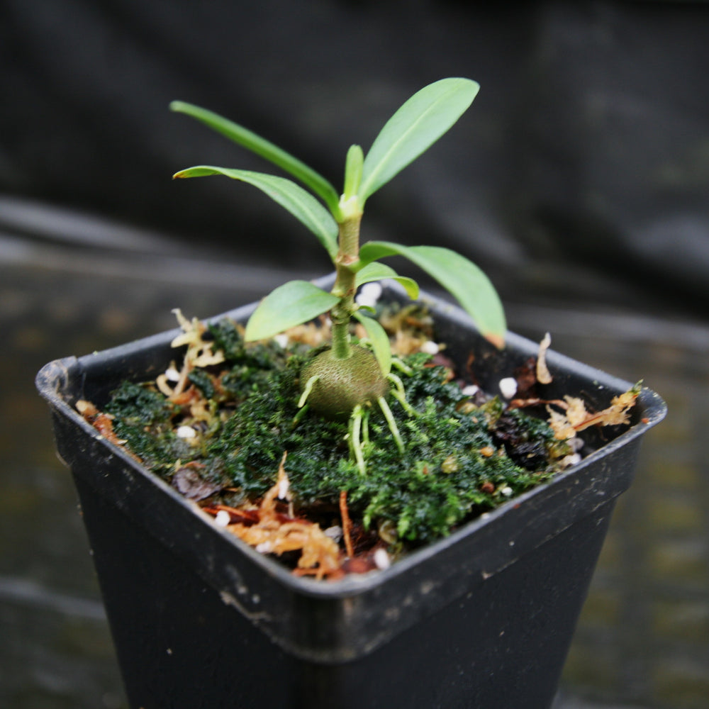 ant plant indoor Hydnophytum formicarum