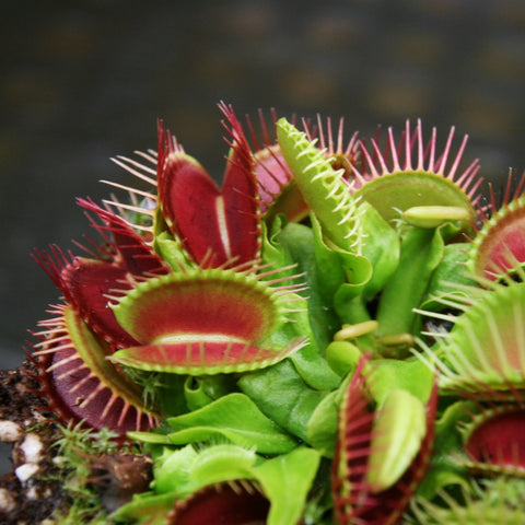 Venus flytrap with red inner traps and green outer edges in a mossy pot