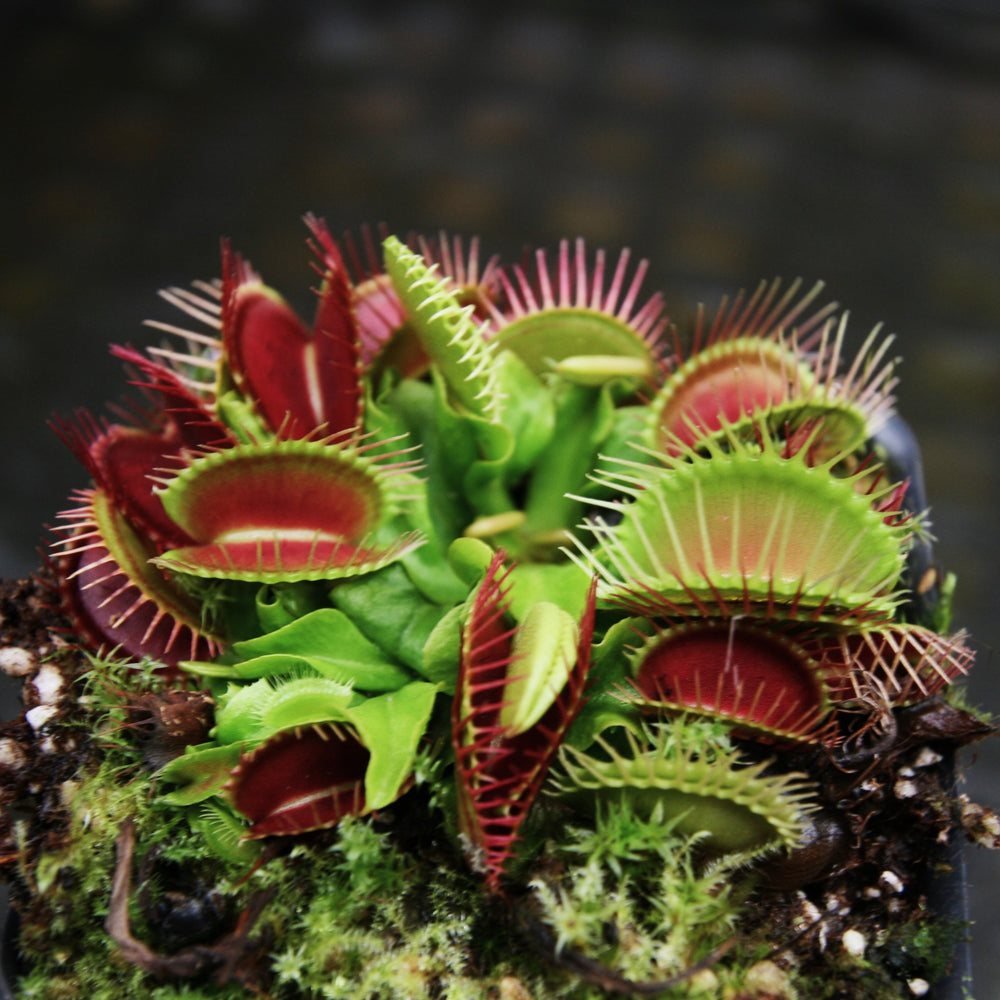 
                      
                        Venus Flytrap- Dionaea muscipula "Funnel Trap"
                      
                    