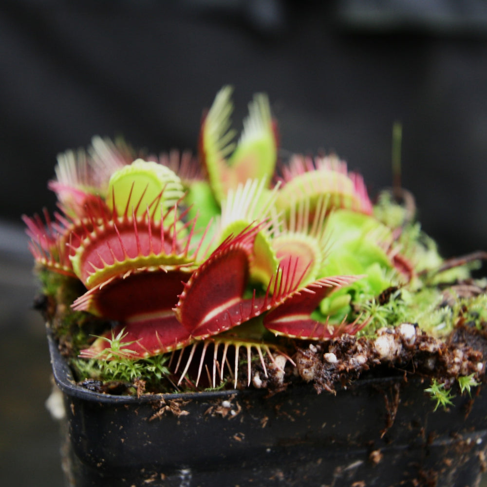 
                      
                        Venus Flytrap- Dionaea muscipula "Funnel Trap"
                      
                    