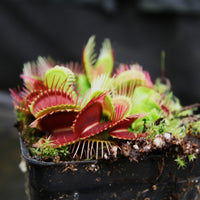 Venus Flytrap- Dionaea muscipula "Funnel Trap"