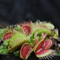 Dionaea muscipula "Funnel Trap"