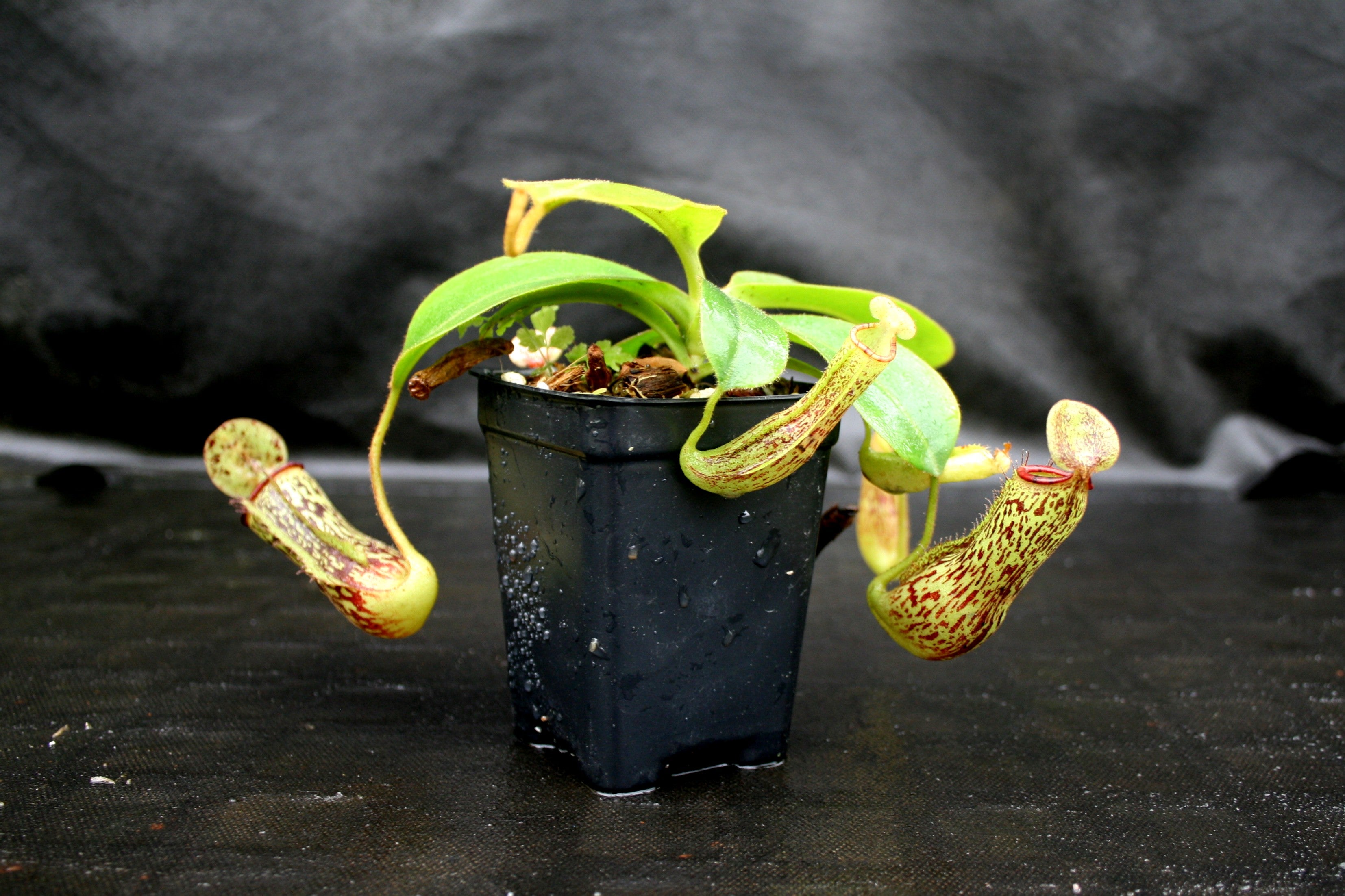 peco様 U8362__44623.1603554970.1280.