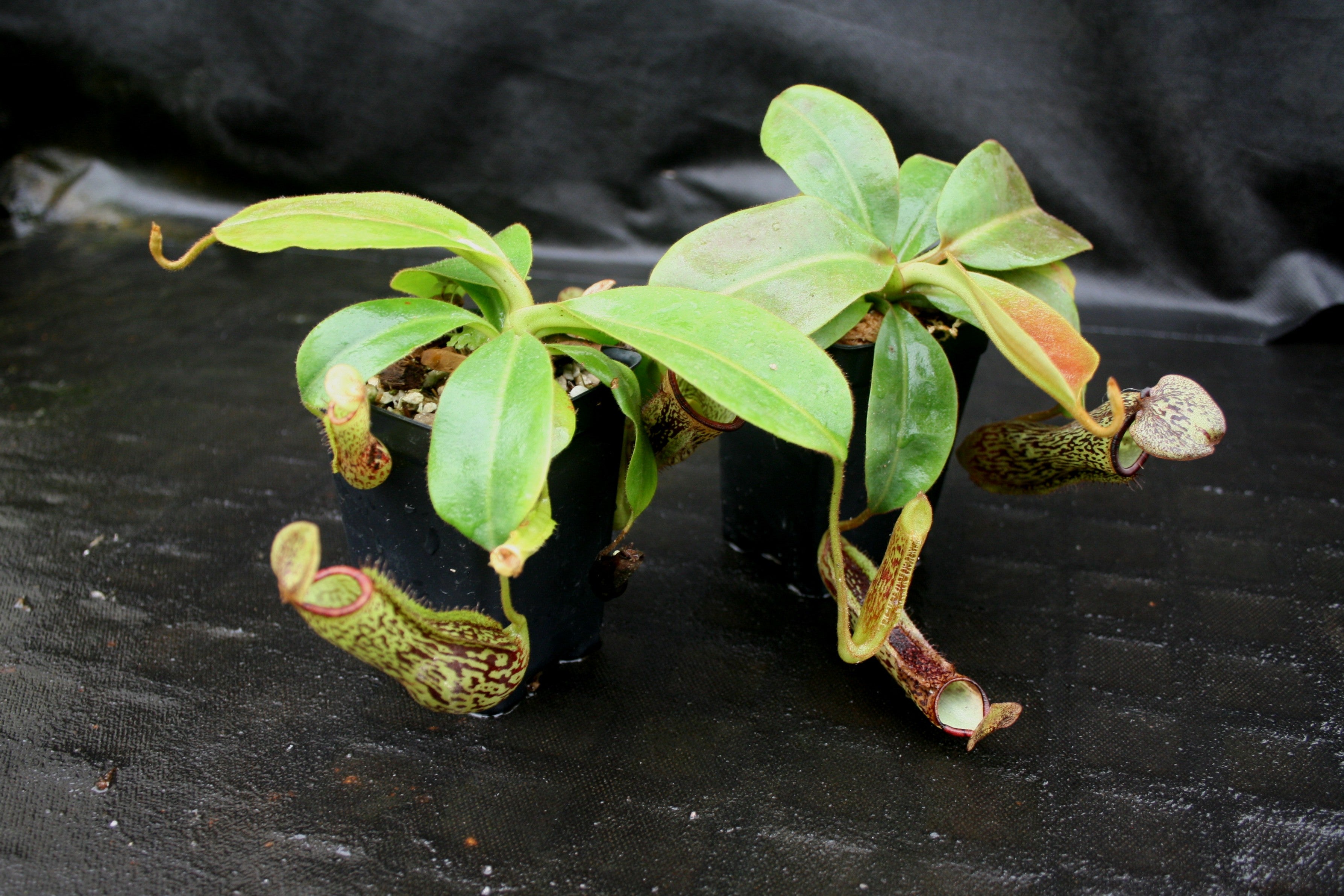 Nepenthes (maxima x campanulata) x platychila 