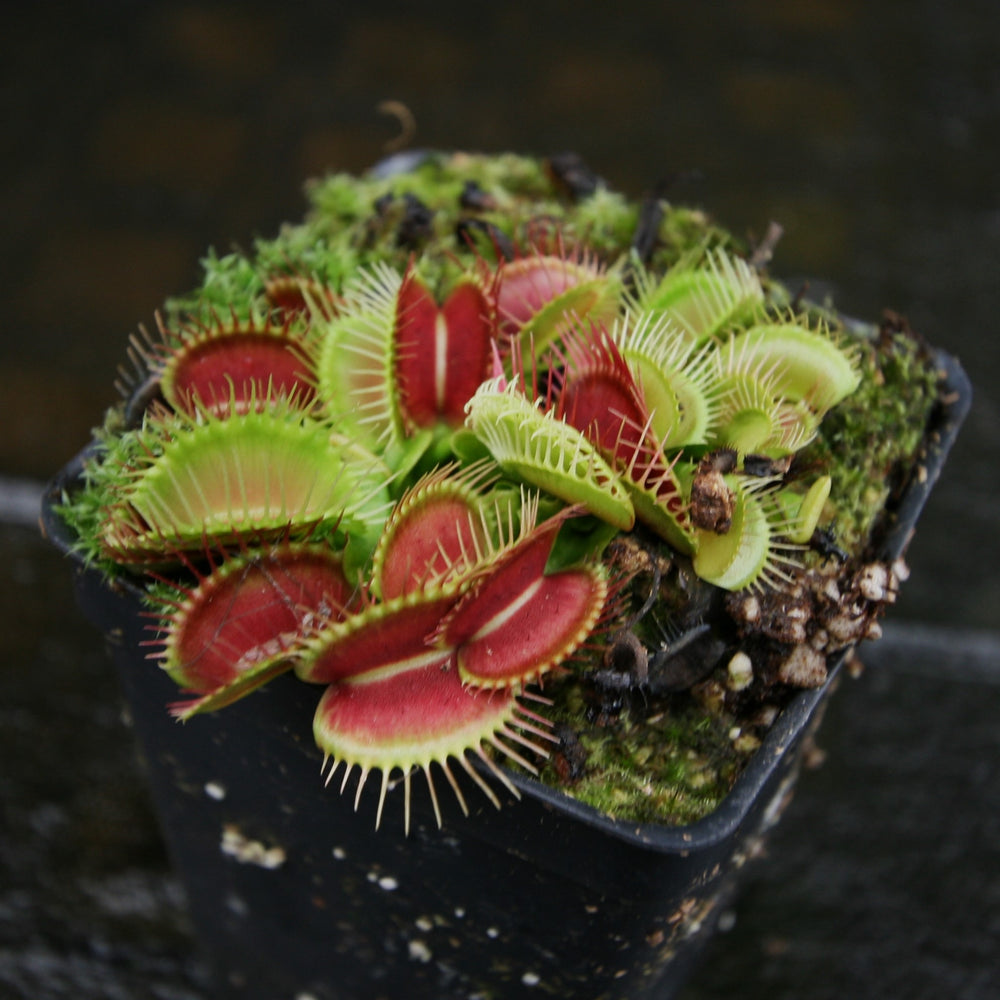 
                      
                        Venus Flytrap- Dionaea muscipula "Funnel Trap"
                      
                    