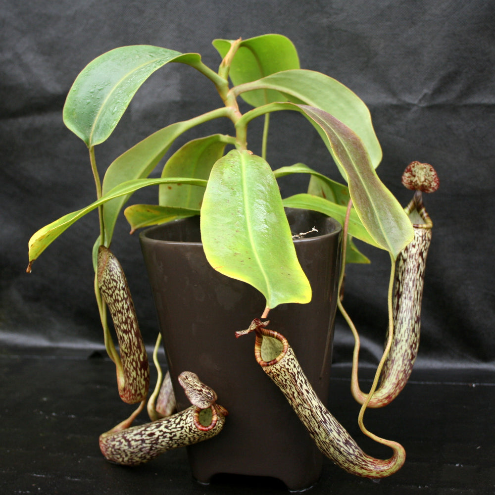 
                      
                        Nepenthes vogelii, BE-3256
                      
                    