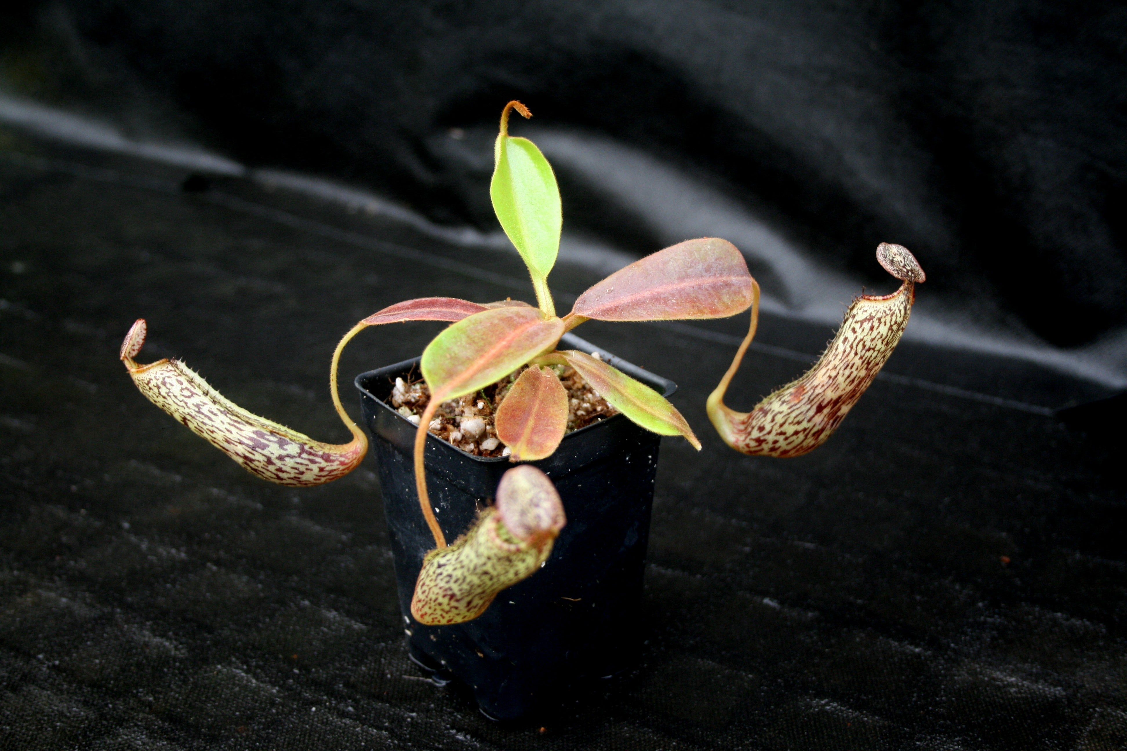 Nepenthes vogelii, BE-3256 – Carnivero