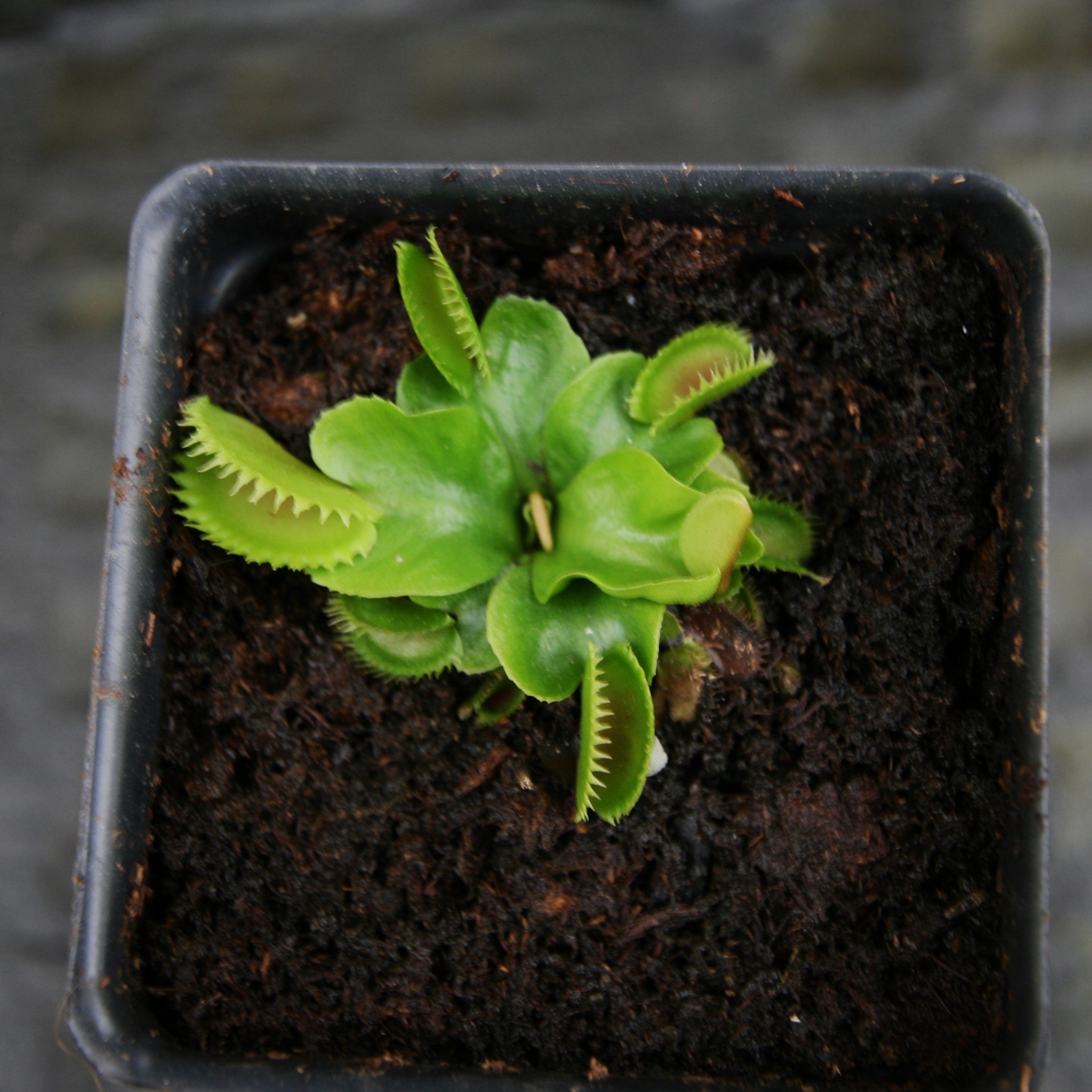Venus Flytrap- Dionaea muscipula 