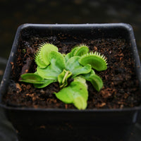 Venus Flytrap- Dionaea muscipula "Red Sawtooth"