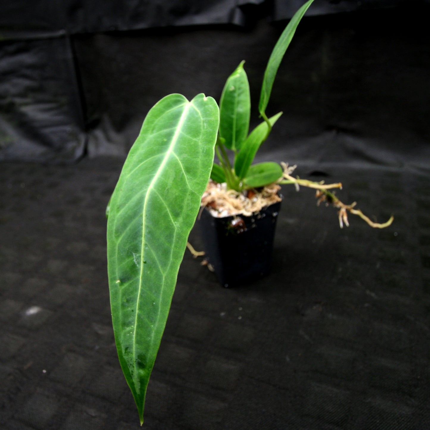anthurium cirinoi x warocqueanum Anthurium aff. cirinoi "Hawaii" x warocqueanum – Carnivero