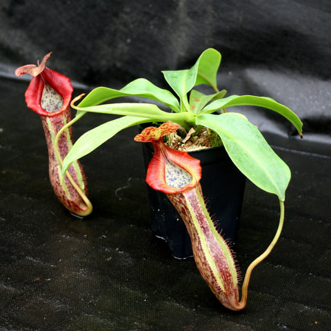 Nepenthes singalana variegated x lowii veitchii x boschiana white cultivar with long striped red pitcher and green leaves in a black pot