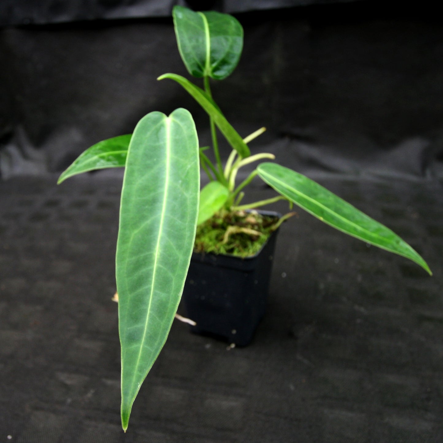 anthurium cerropirrense Anthurium aff. cirinoi "Hawaii" x warocqueanum – Carnivero