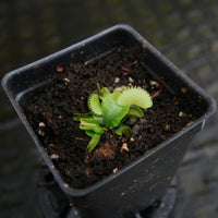 Dionaea muscipula "Red Sawtooth"