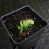 Dionaea muscipula "Red Sawtooth"