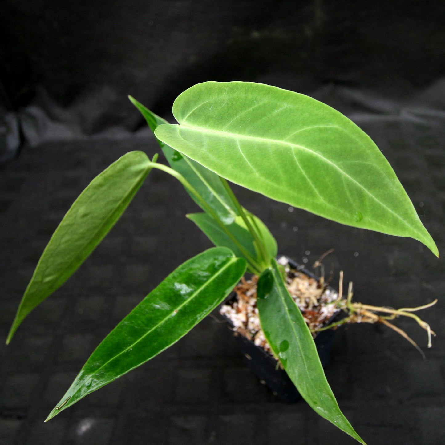 anthurium cirinoi x warocqueanum Anthurium aff. cirinoi "Hawaii" x warocqueanum – Carnivero